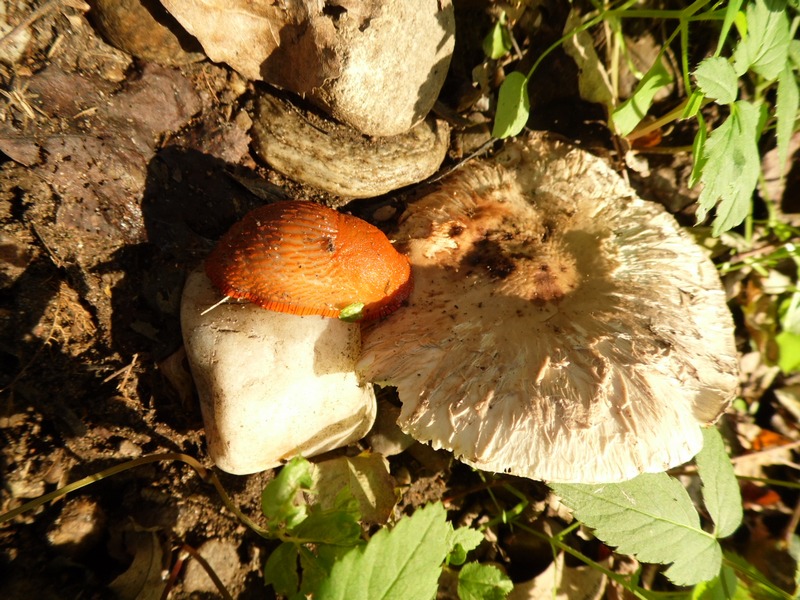 Arion vulgaris